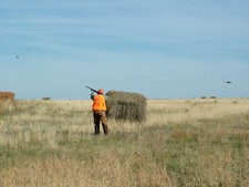 Pheasants piling out of the food plot at Buffalo Butte Ranch